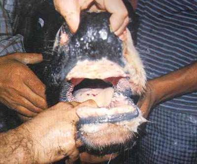 ?ap hastal???nda a??z ve dilin grnm.